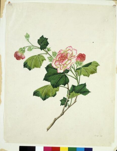 Unknown, Chinese mallow