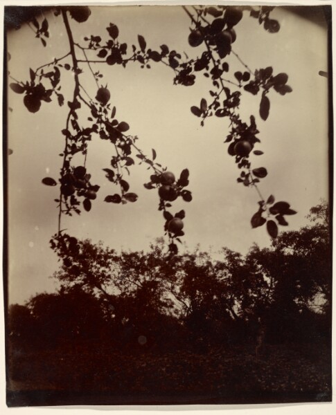 Eugène Atget, [Pommier, detail (Apple Tree, Detail)]