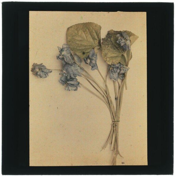 Unknown, Preserved flowers