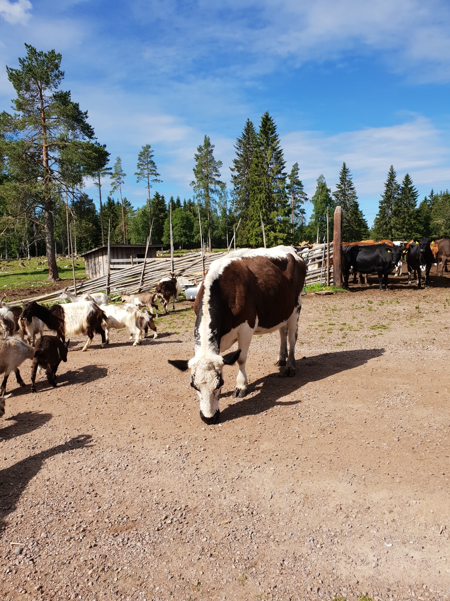 Jennie Tiderman-Österberg, Fireplace environment, cows, goats, Östra Grunuberg, Orsa, summer 2018.