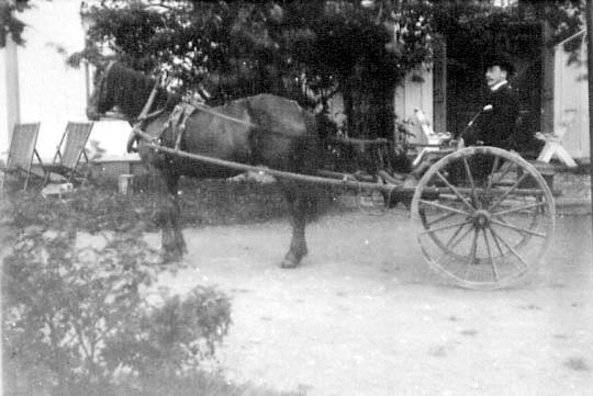 Normann Helger, HEST MED TRILLE, BERNT ARSTAD, ARSTAD GÅRD