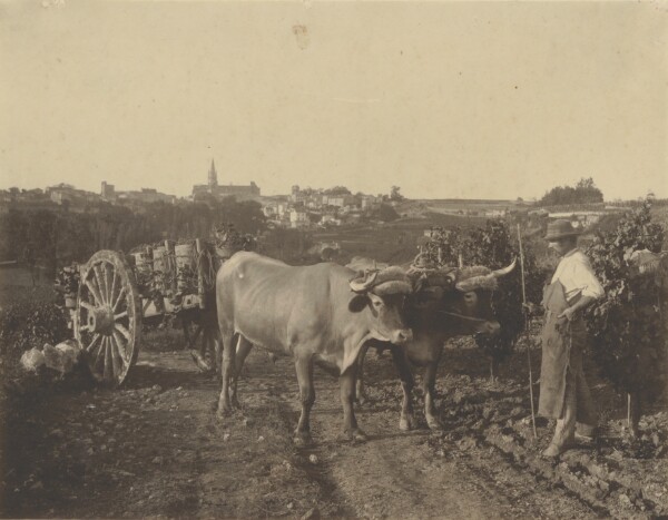 Adolphe Braun, [Man with oxen]