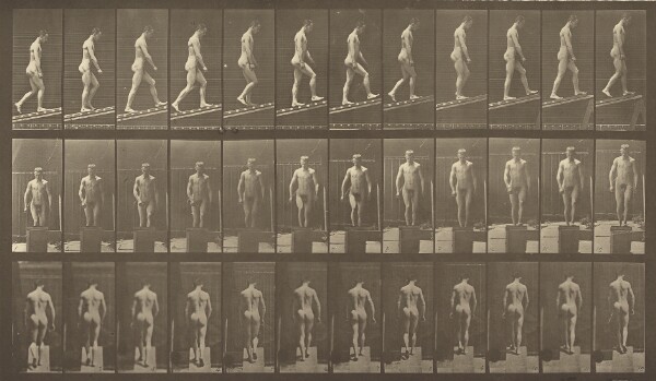 Eadweard J. Muybridge, Animal Locomotion