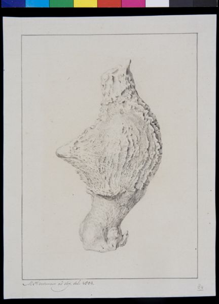 M Houtman, Bones