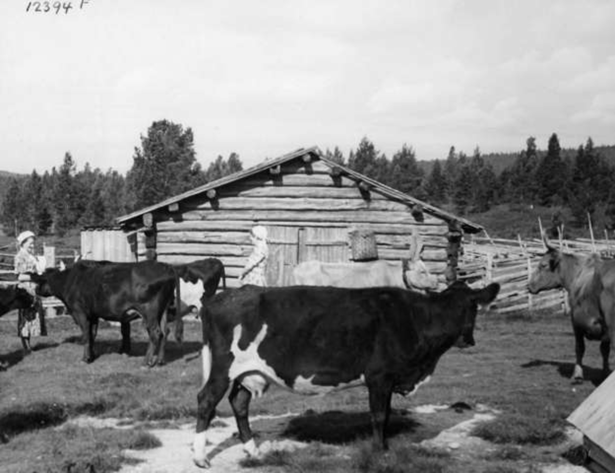 Anders Beer Wilse, -7888