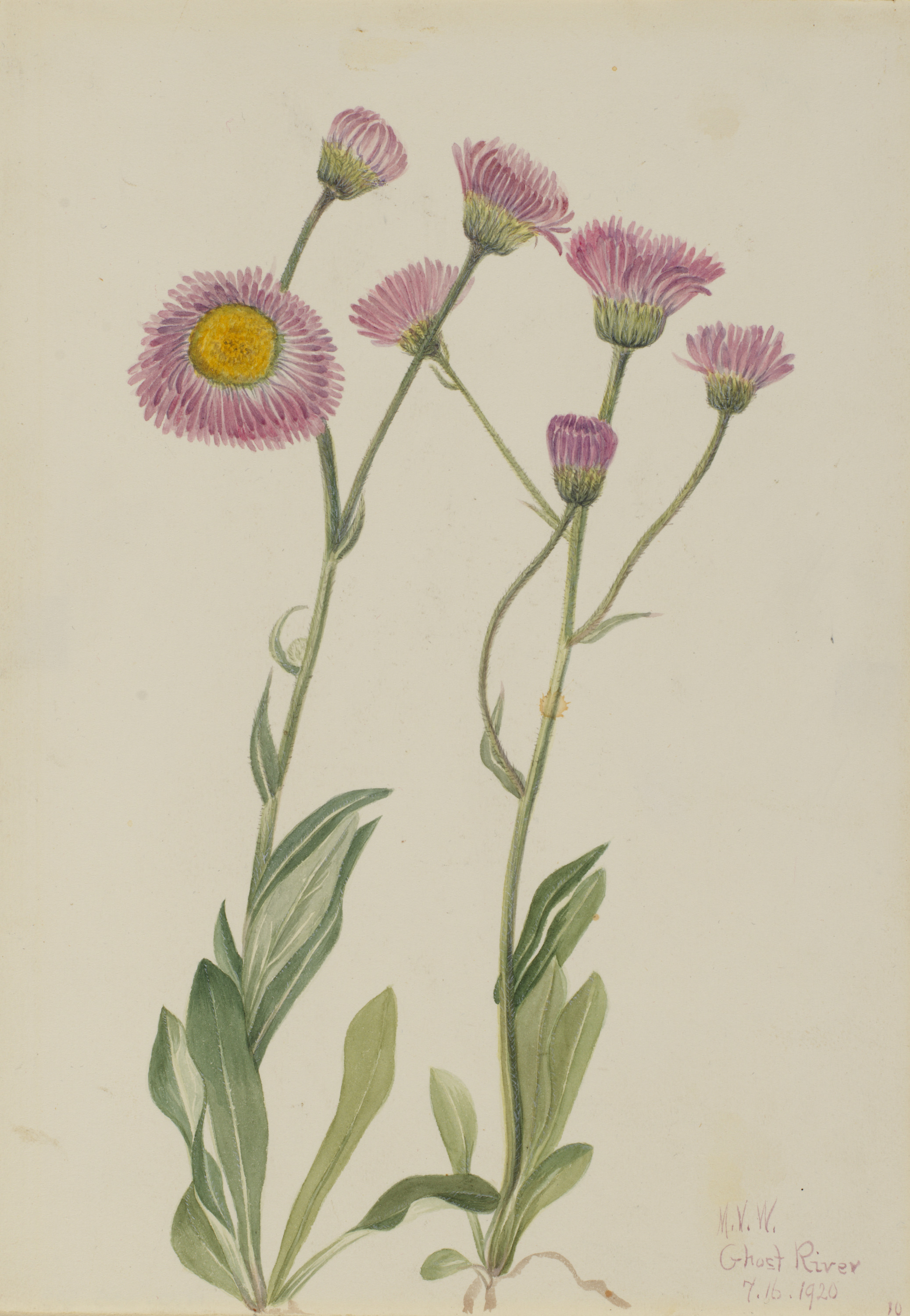Mary Vaux Walcott, Meadow Fleabane (Erigeron speciosus)