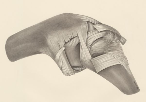 H.G Wetselaar, Muscular tissue on a joint