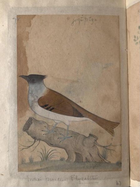 Unknown, Depictions of Indian house crow and a Indian paradise flycatcher of Northern India