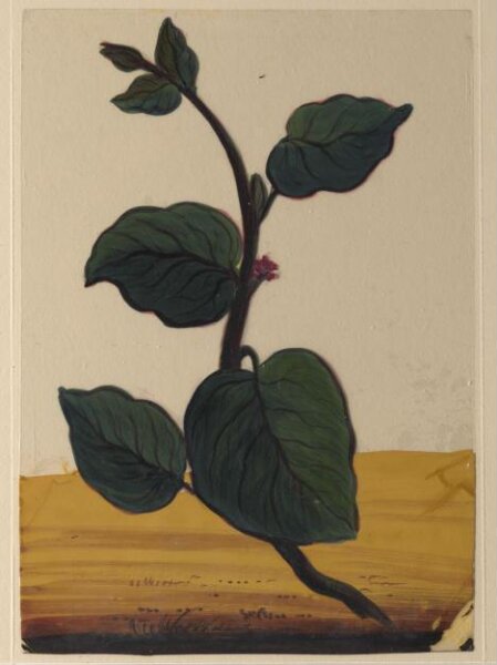 Unknown, One of eighteen drawings of flowers.