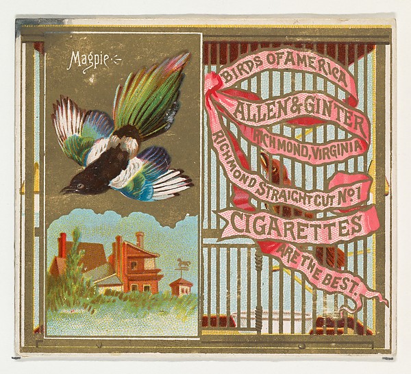 Allen & Ginter, Magpie, from the Birds of America series (N37) for Allen & Ginter Cigarettes