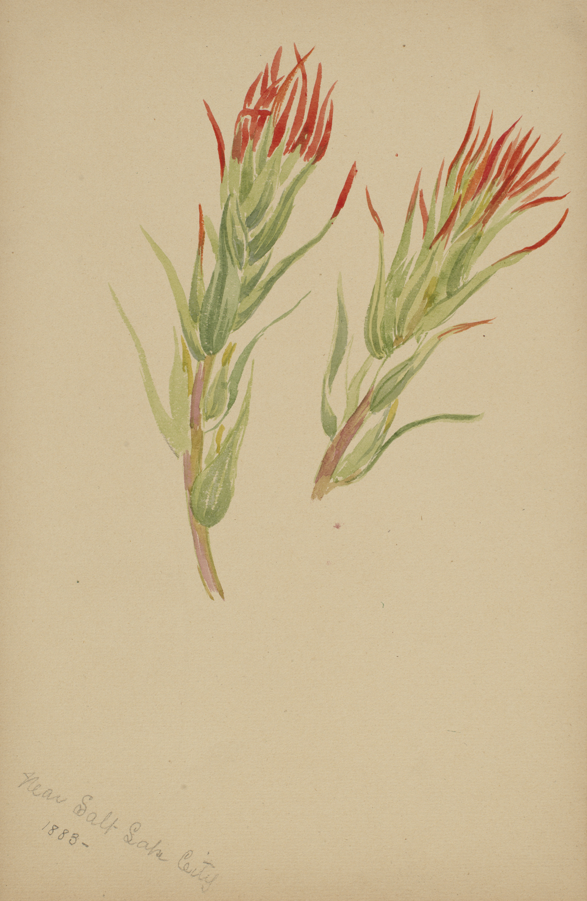 Mary Vaux Walcott, (Untitled--Plant Study)