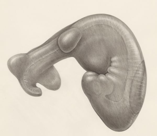 H.G Wetselaar, Embryo