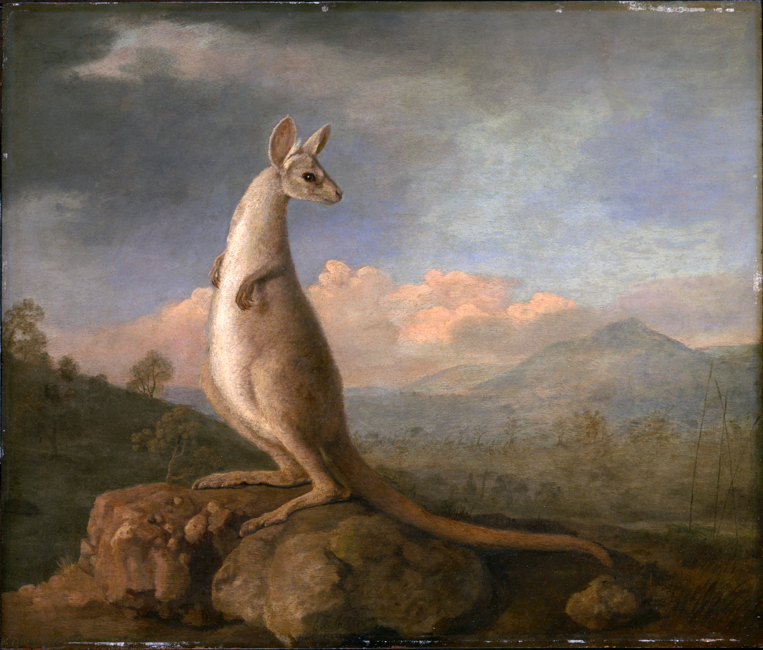 George Stubbs, The Kongouro from New Holland