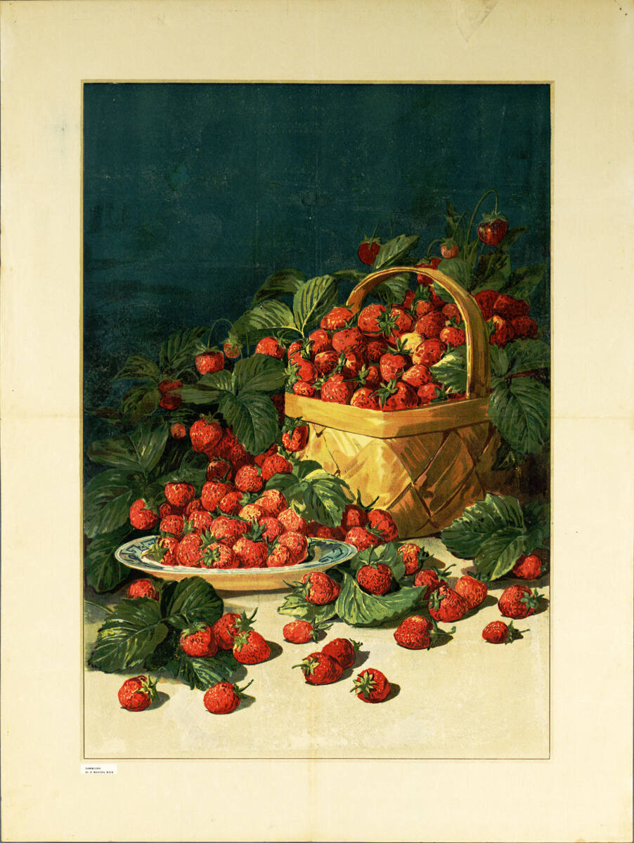 Anonym, Erdbeeren (vor der Schrift)