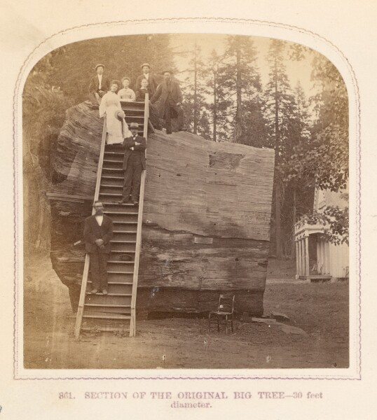 Thomas Houseworth, Section of the Original, Big Tree