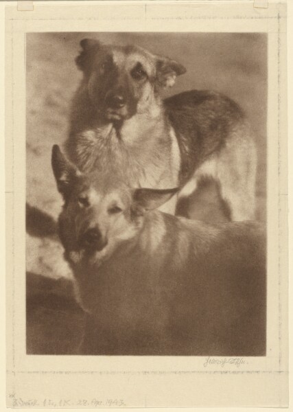 Heinrich Kühn, [Two Dogs]