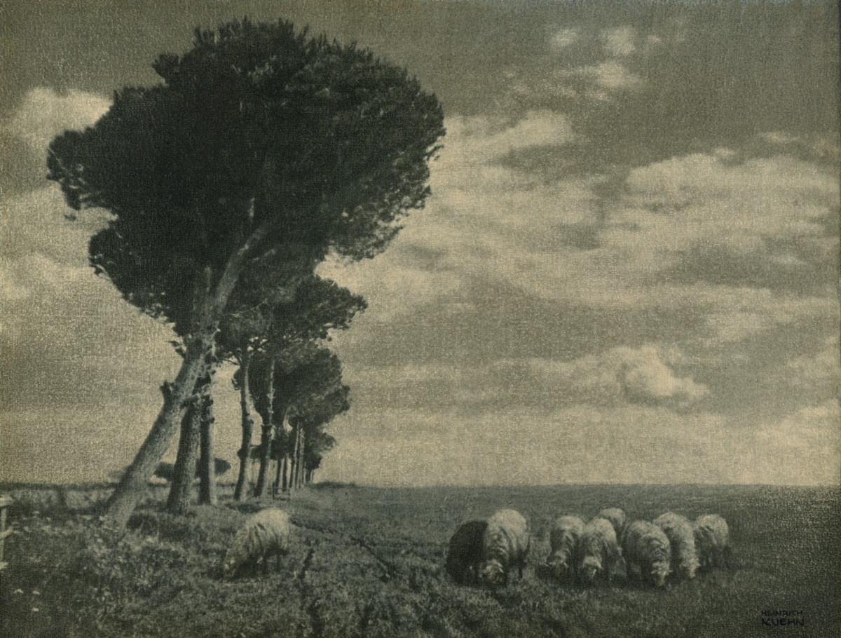 Heinrich Kühn, Schafe auf der Weide
