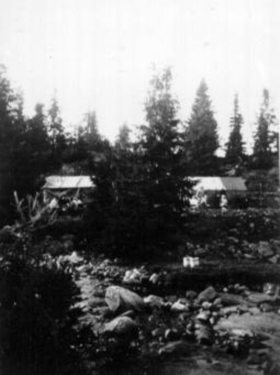 Anno Domkirkeodden, Teltleir for bærplukkere. Skog med bekk i forgrunn.