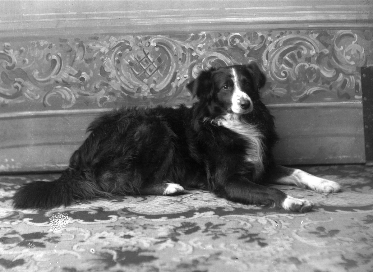 Gustav Borgen, Portrett, hund.
