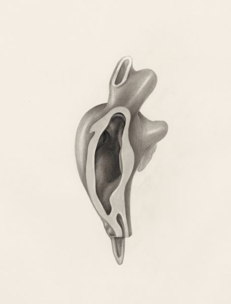 H.G Wetselaar, Cross section of the cardiovascular system