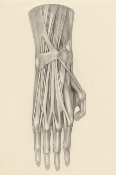 H.G Wetselaar, Muscular tissue of the hand of a rhesus macaque