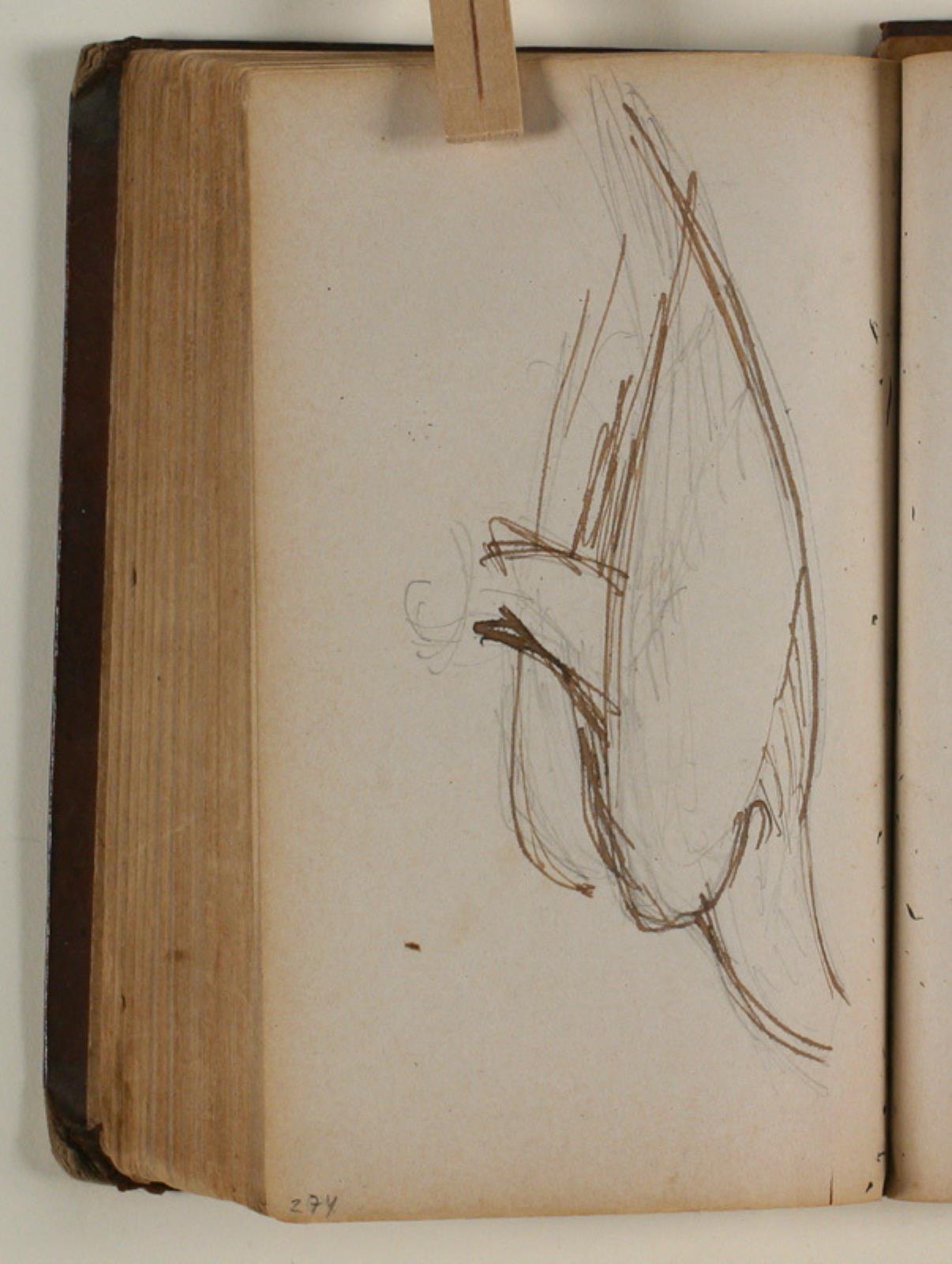 Niels Larsen Stevns, Studie af ørn