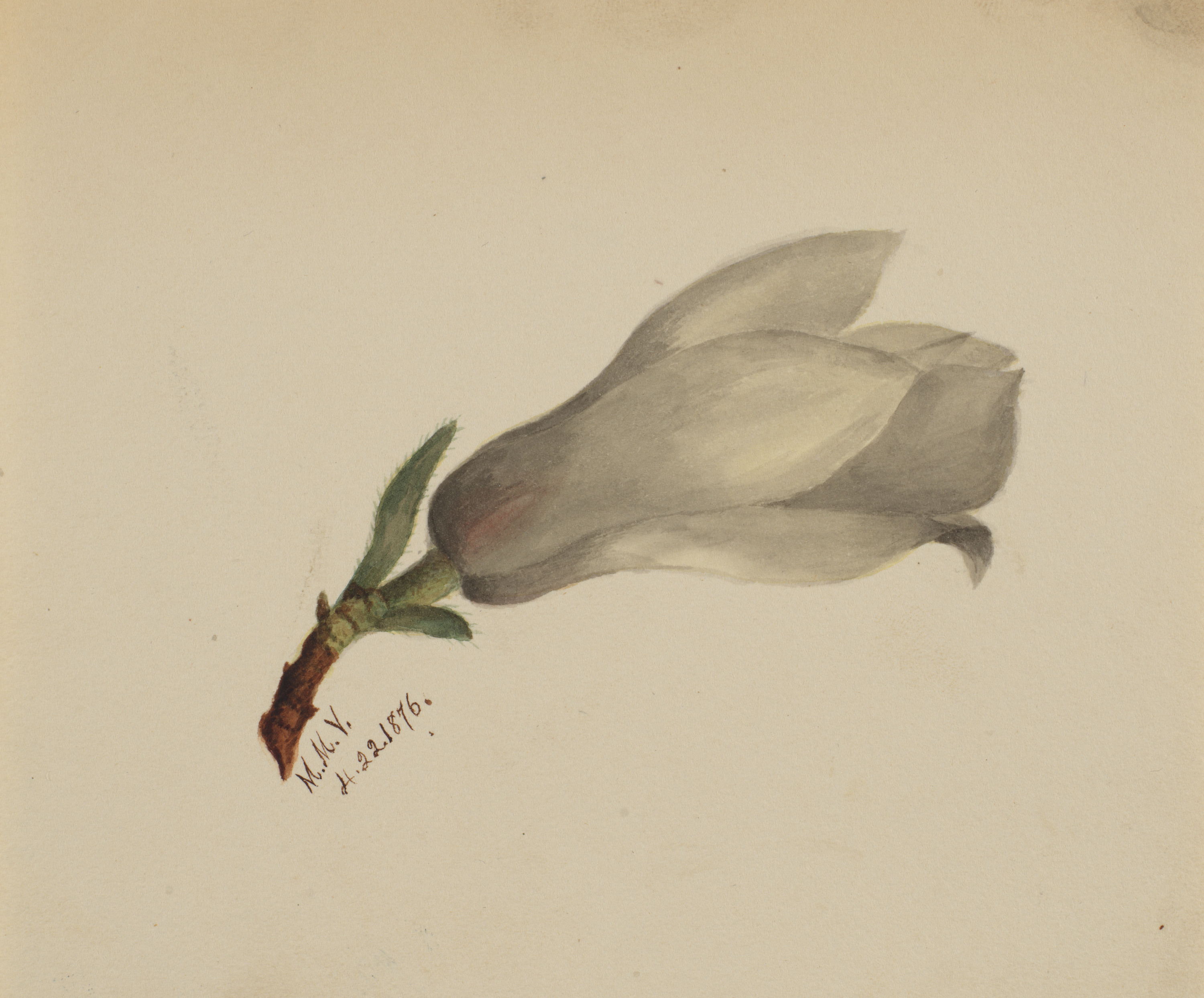 Mary Vaux Walcott, (Untitled--Flower Study)