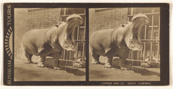 Unknown, London Zoo. Hippo Yawning.