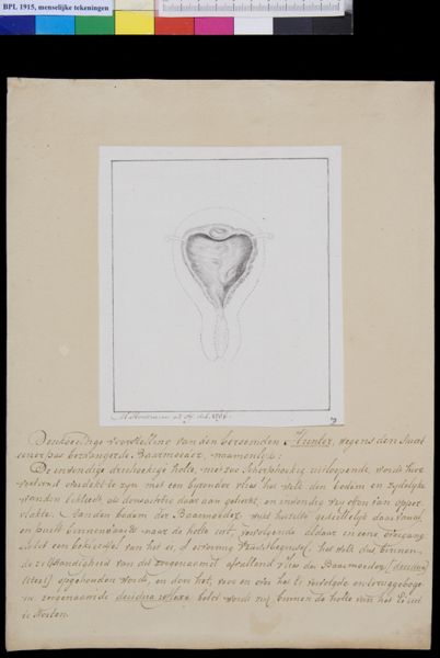 M Houtman, Uterus