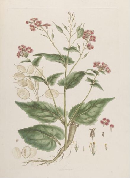 John Miller, Print