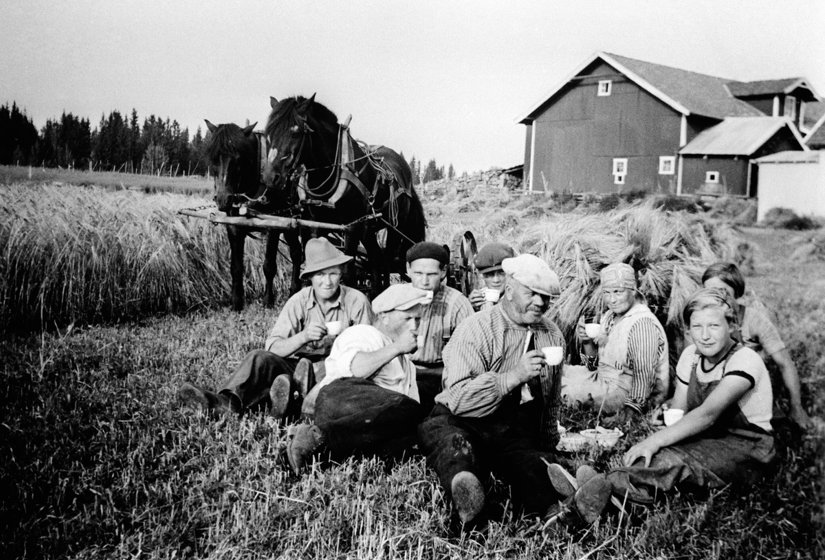 Anno Domkirkeodden, SKURONN, 2 HESTER M/SELVBINDER, GR: 8 ARBEIDSFOLK HAR KAFFEPAUSE NR. 4 V: DYRE KARTERUD, KARTERUD, LØTEN De andre er ukjent.