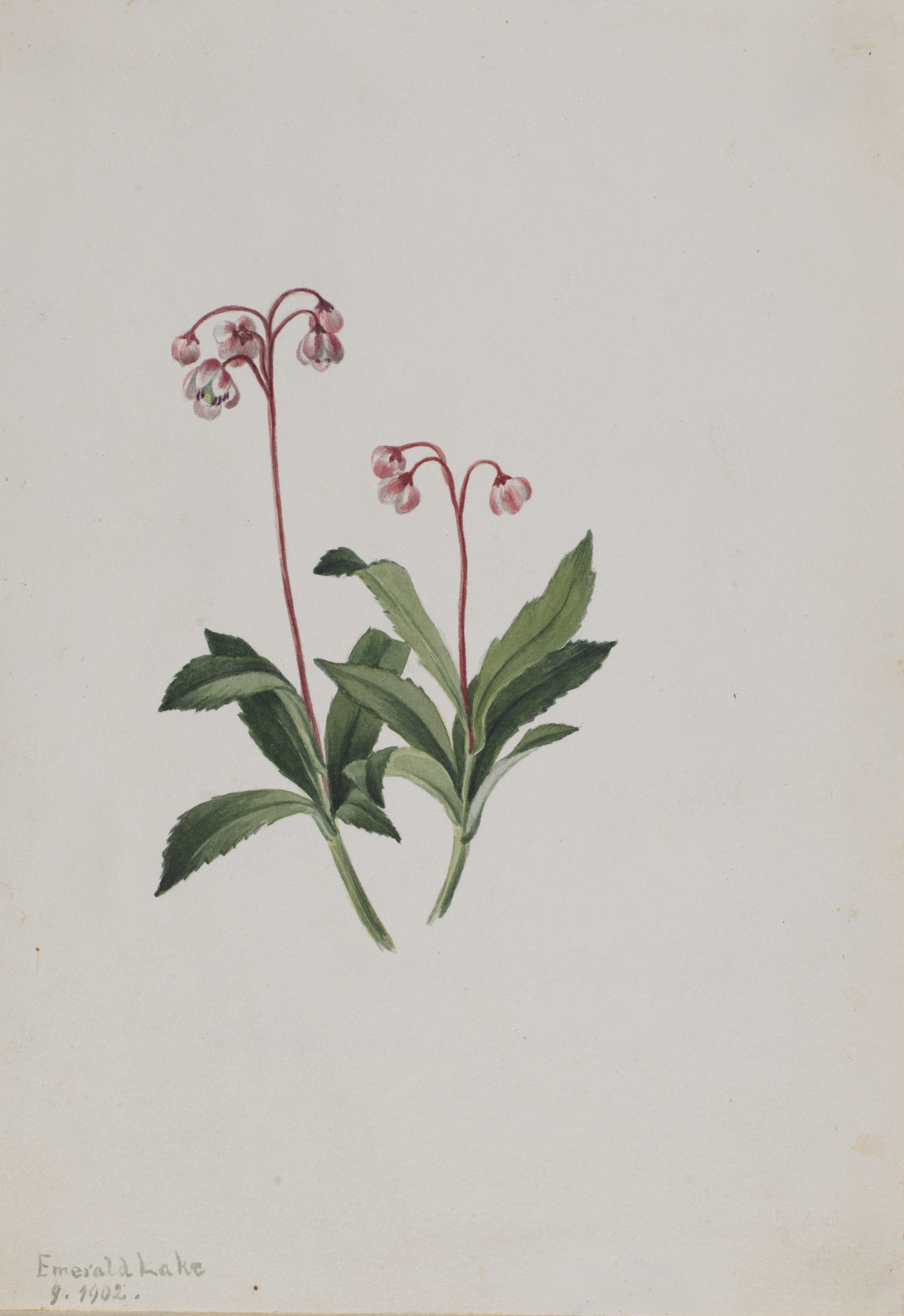 Mary Vaux Walcott, Western Pipsissewa (Chimaphila umbellata)