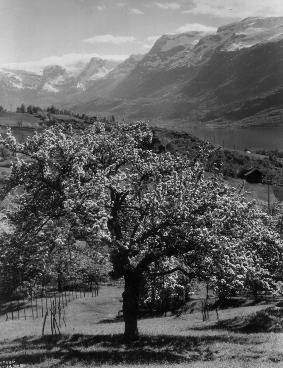 Anders Beer Wilse, Wilse original, Fruktblomstring