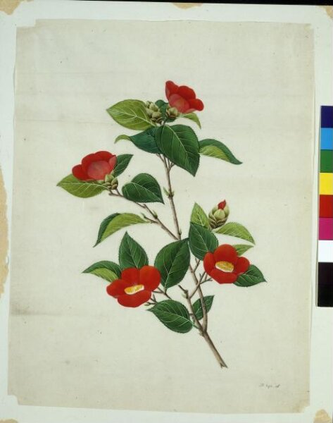 Unknown, Camellia