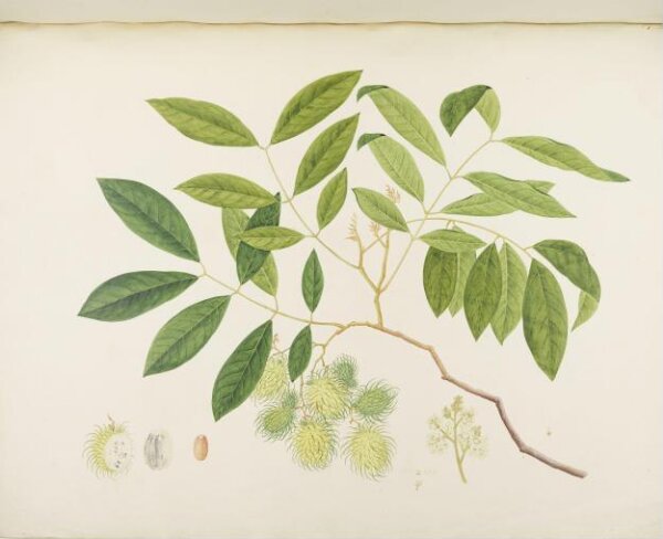 unknown, Flowers and Fruits