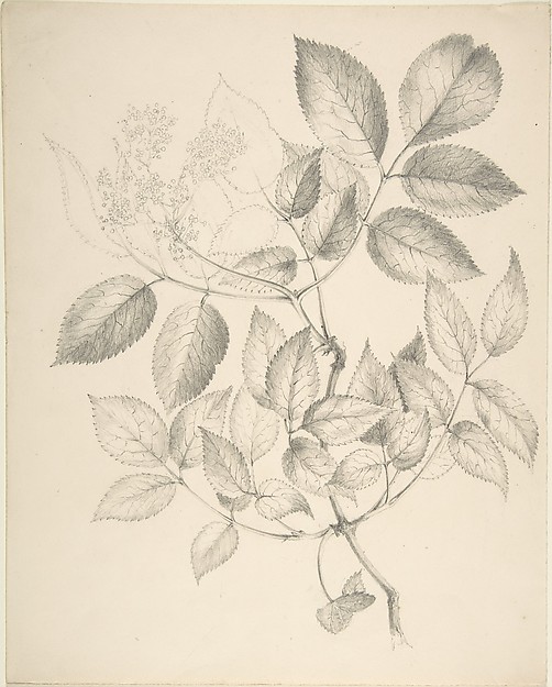 Anonymous, British, 19th century, Leaves and Flowers