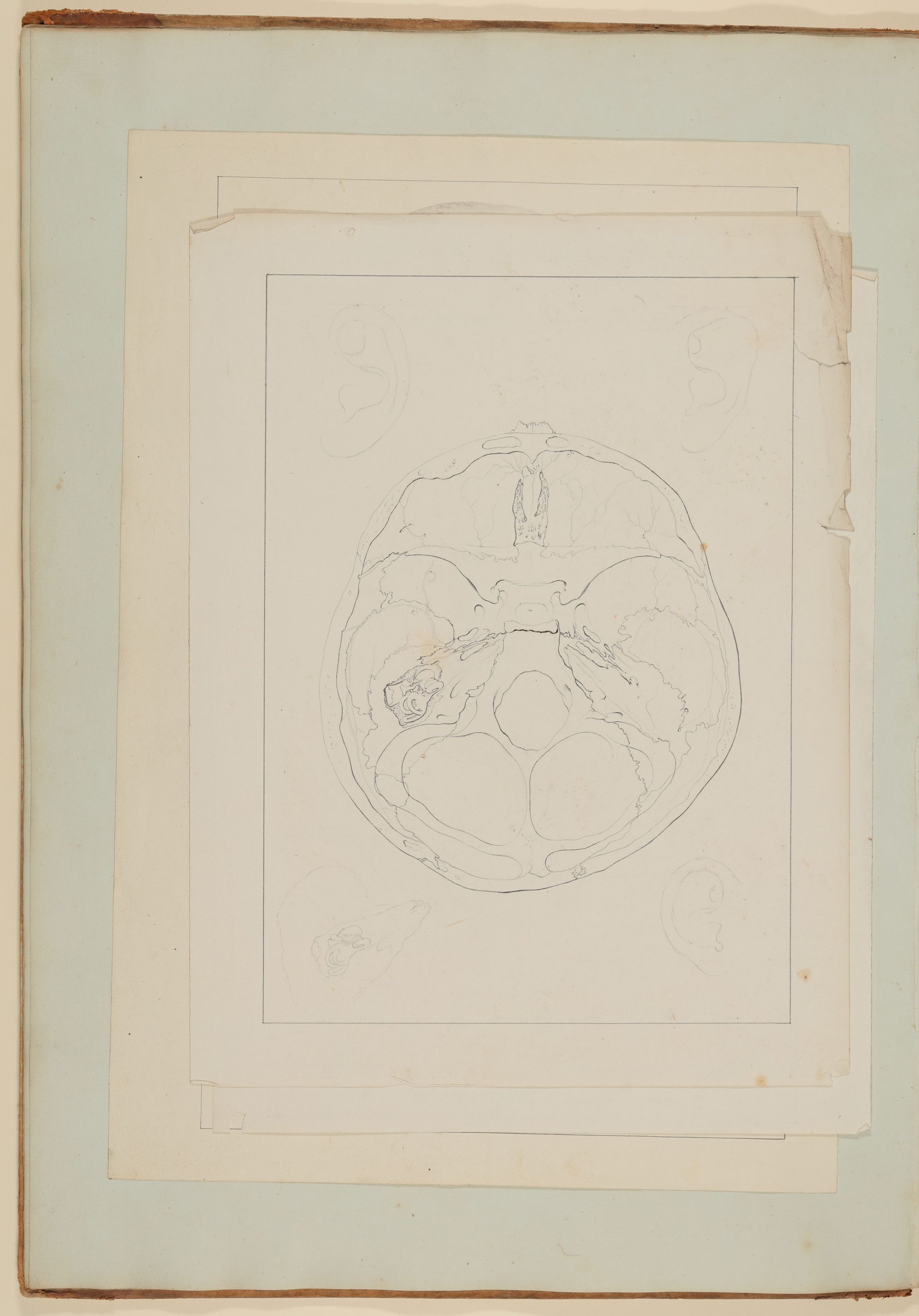 Christian Koeck, Das Hörorgan und seine Lage im menschlichen Kopf am Beispiel eines weiblichen Schädels [Vorzeichnung zu Samuel Thomas Soemmerring, Abbildungen des menschlichen Hörorganes, Frankfurt am Main 1806, Tafel V ("linearische" Darstellung), um 180 Grad gedreht]
