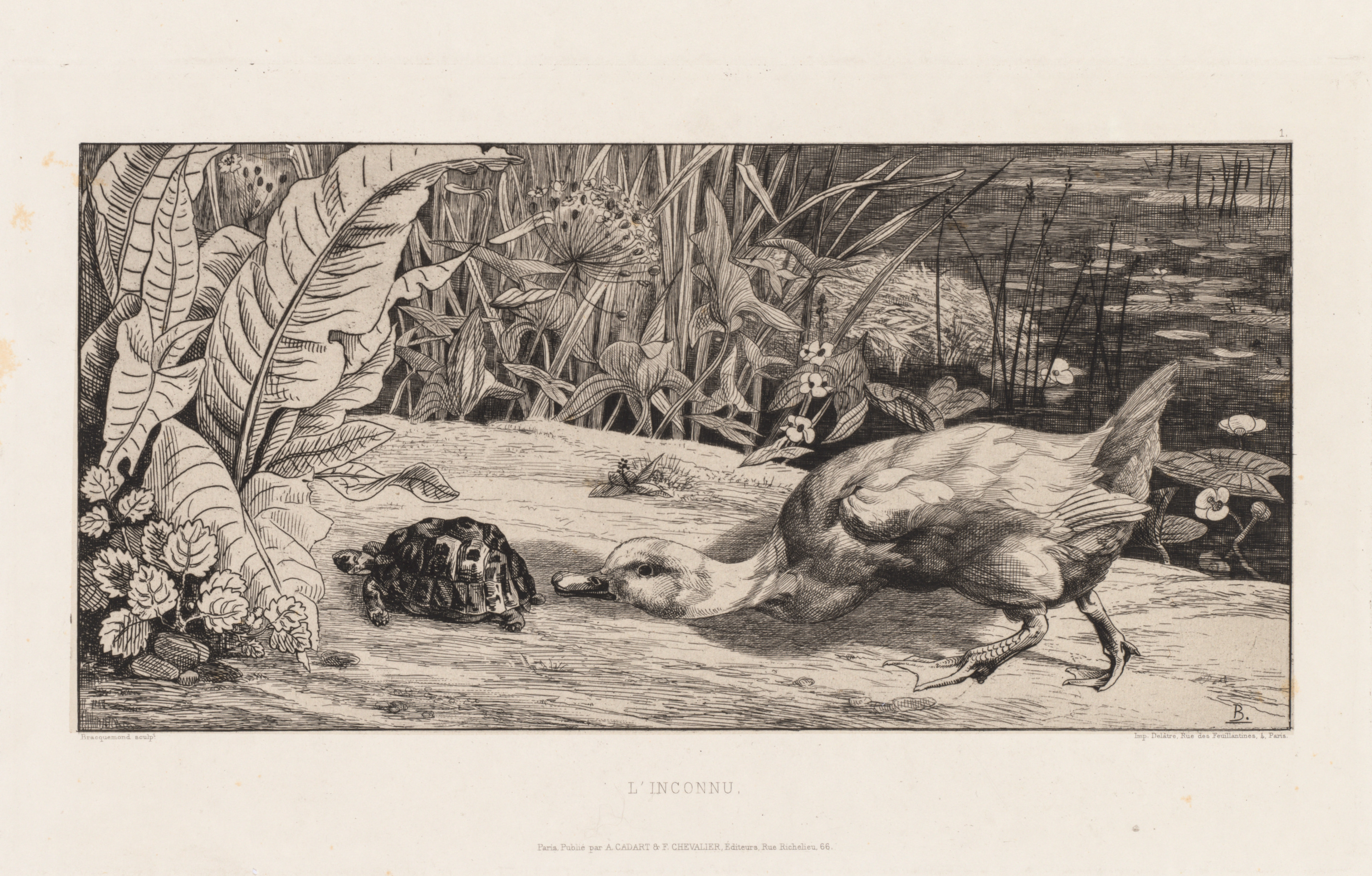 Félix Bracquemond, The Unknown (L'Inconnu)