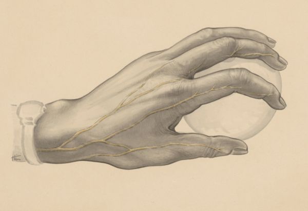 J Tinkelenberg, Veins of the hand