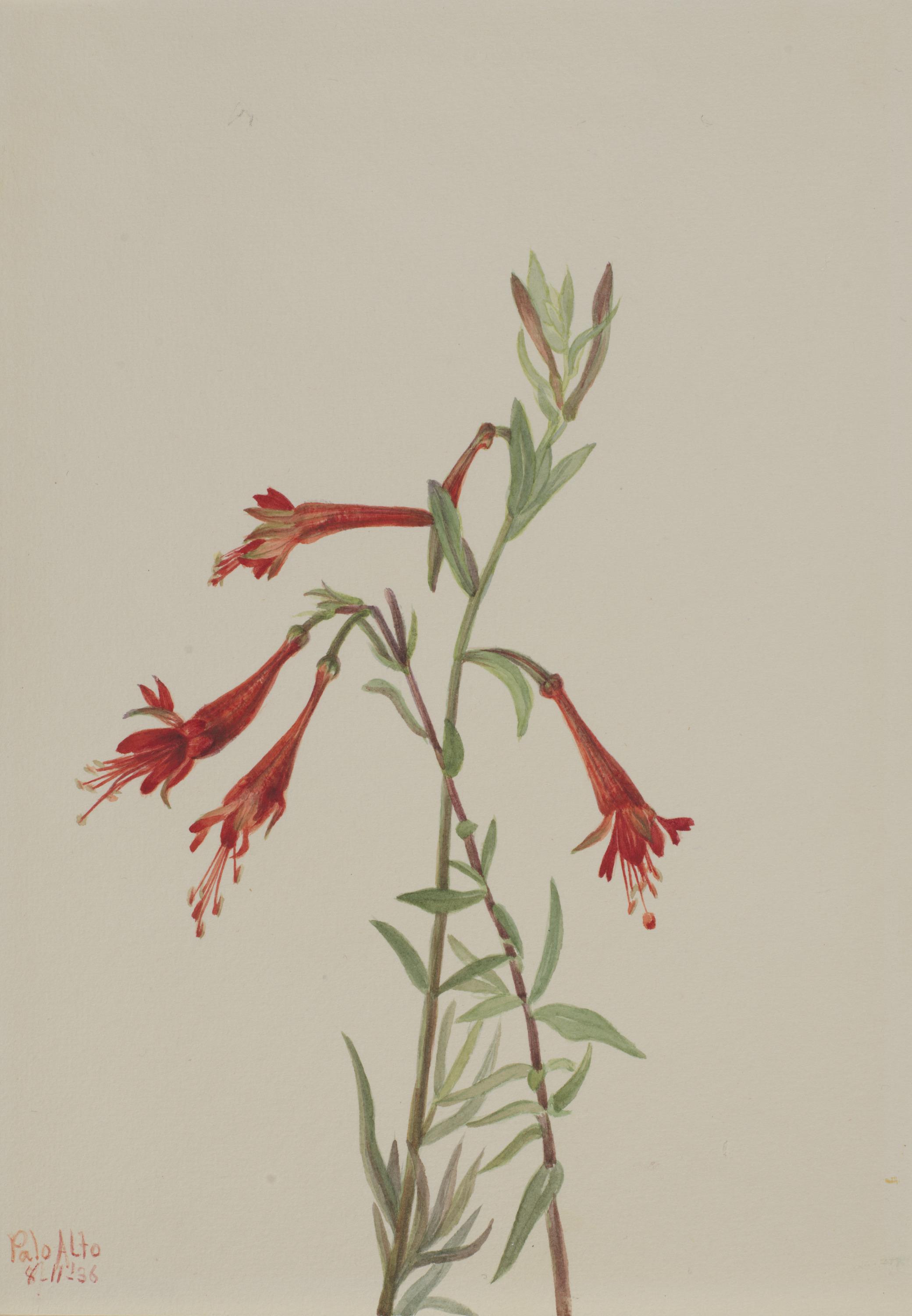 Mary Vaux Walcott, California Fuschia (Zauschneria californica)