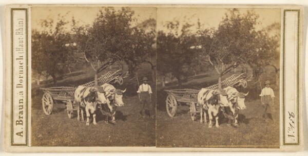 Adolphe Braun, [Man standing next to oxen-drawn cart]