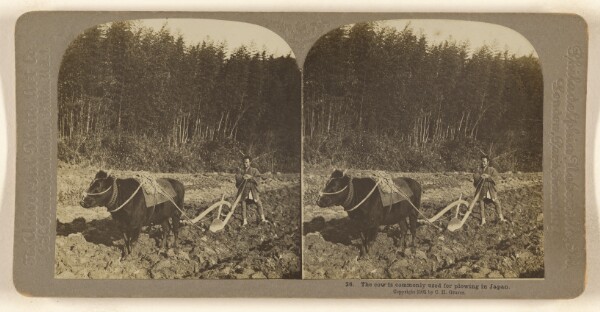 Carleton H. Graves, The cow is commonly used for plowing in Japan.
