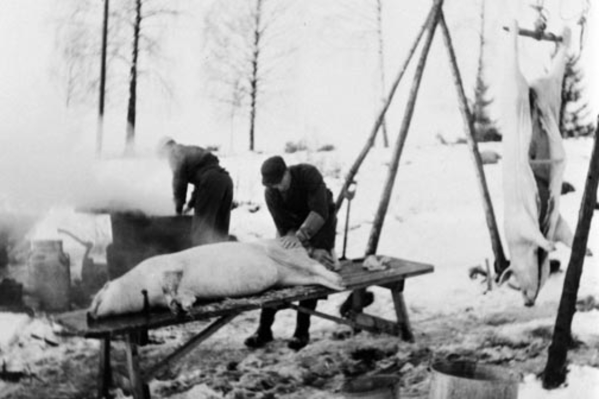 Anno Domkirkeodden, 2 bygdeslaktere med slakting av gris til jul i Grandal.