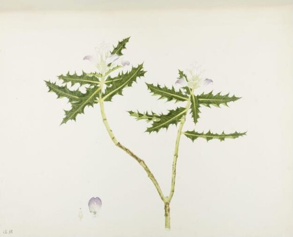 unknown, Flowers and Fruits