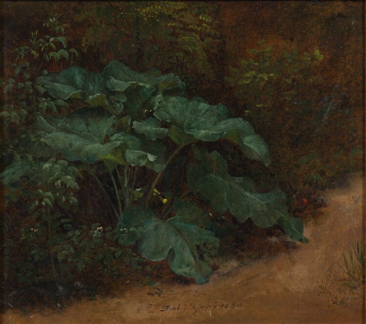Johan Christian Dahl, Plantain. Study