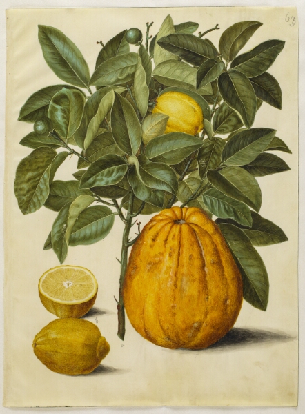 Hans Simon Holtzbecker, Citrus limon (almindelig citron); Citrus maxima (pompelmus)
