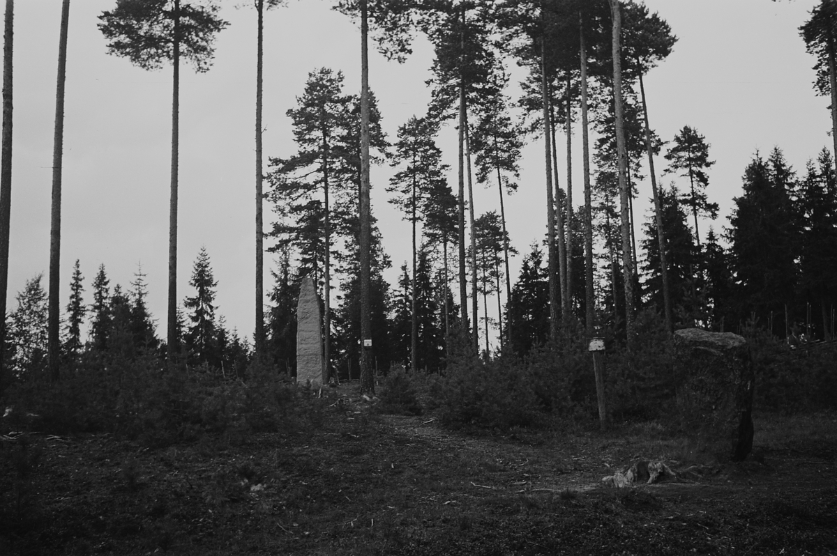 Anders Beer Wilse, Prot: Trangen