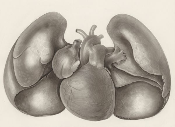 H.G Wetselaar, Heart and adjacent organs