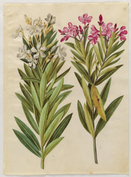 Hans Simon Holtzbecker, Nerium oleander (nerie)