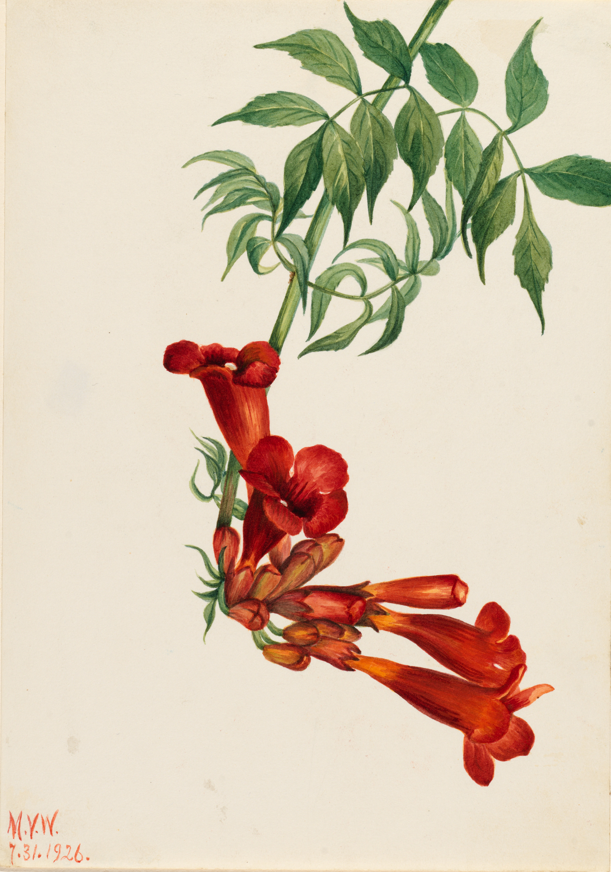Mary Vaux Walcott, Trumpet Creeper (Bignonia radicans)